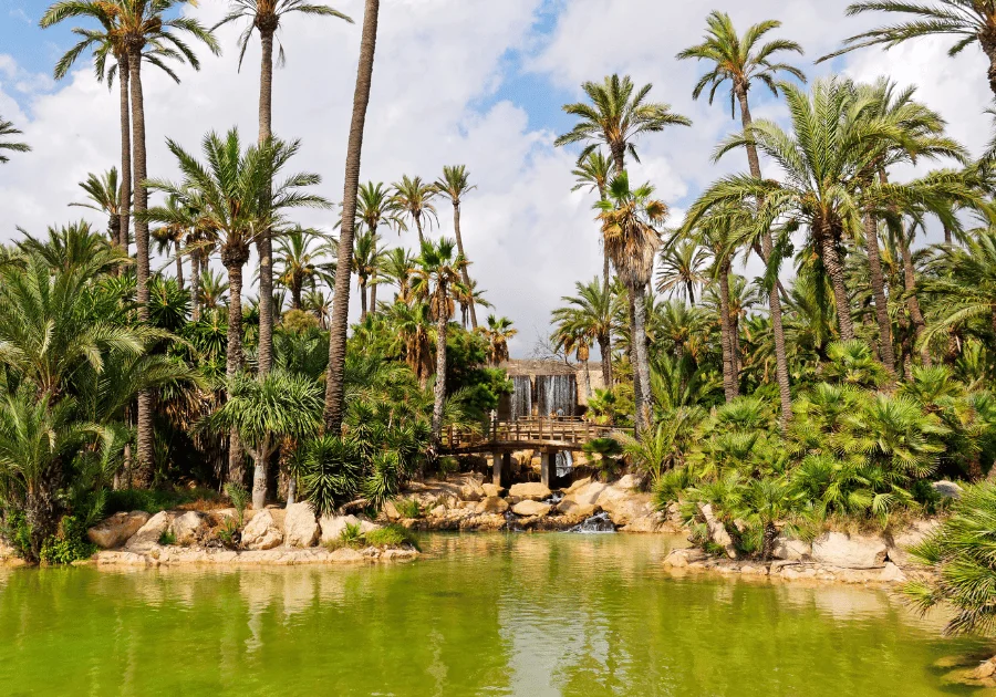 Parque El Palmeral de Alicante